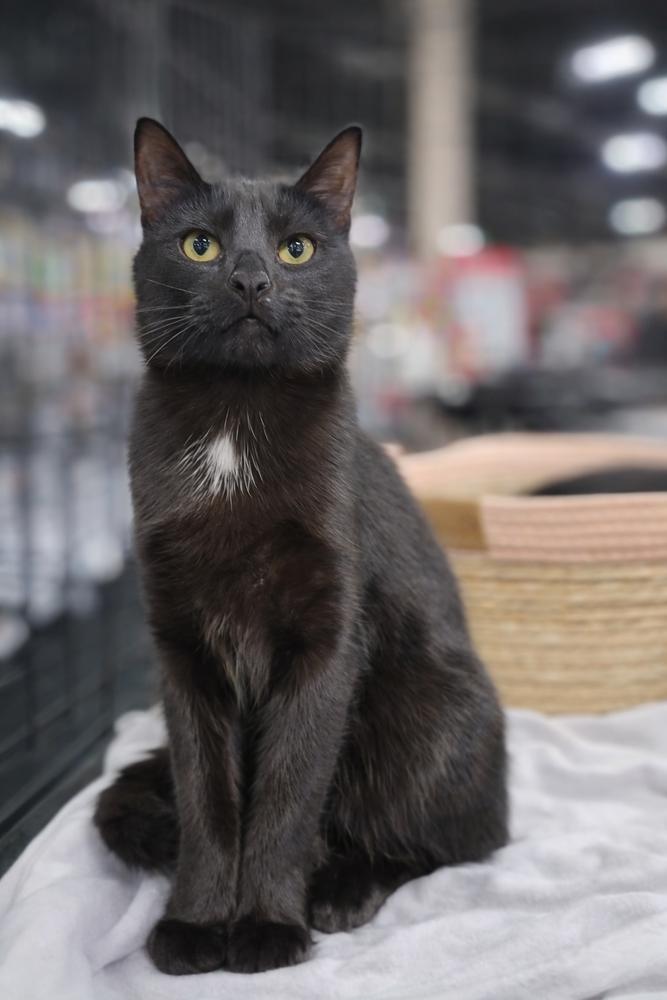 Enlarge Royal, a Adoptable Domestic Short Hair in Homer Glen, IL image 2/3