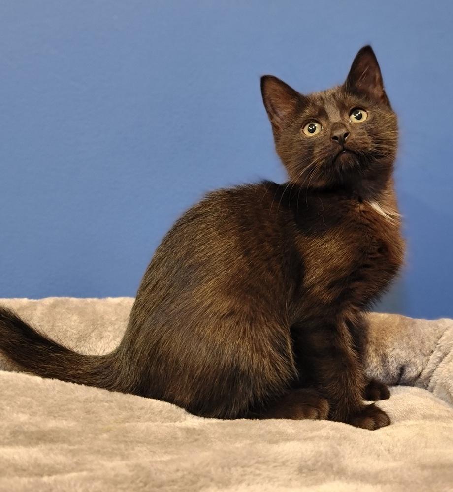 Enlarge Royal, a Adoptable Domestic Short Hair in Homer Glen, IL image 2/2