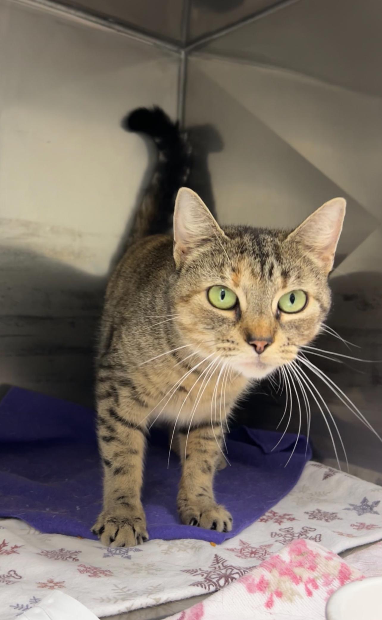 Enlarge Slurpee, a Adoptable Domestic Short Hair in Montville, NJ image 1/2