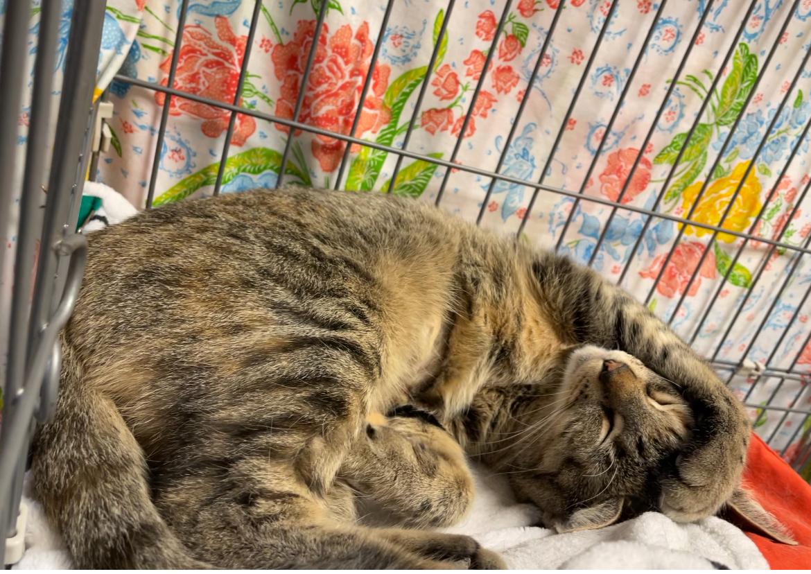 Enlarge Slurpee, a Adoptable Domestic Short Hair in Montville, NJ image 2/2