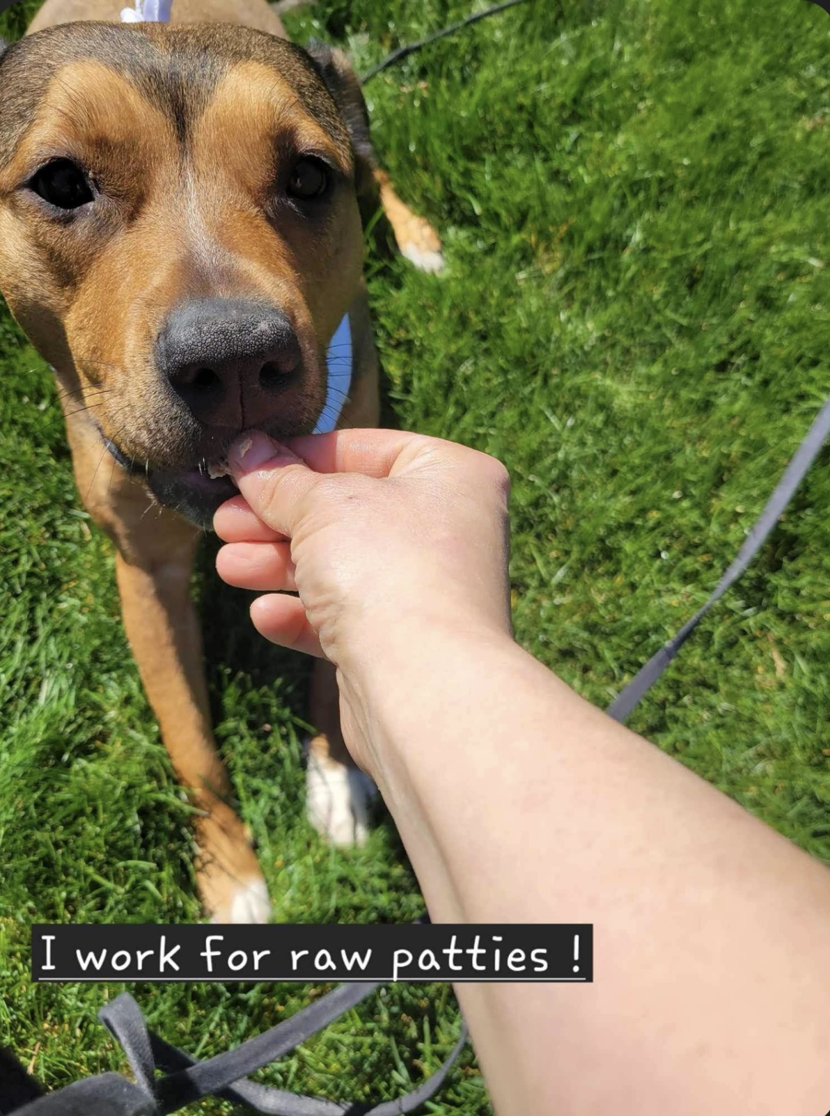 Lily, a Adoptable mixed breed in Joliet, IL image 2/6