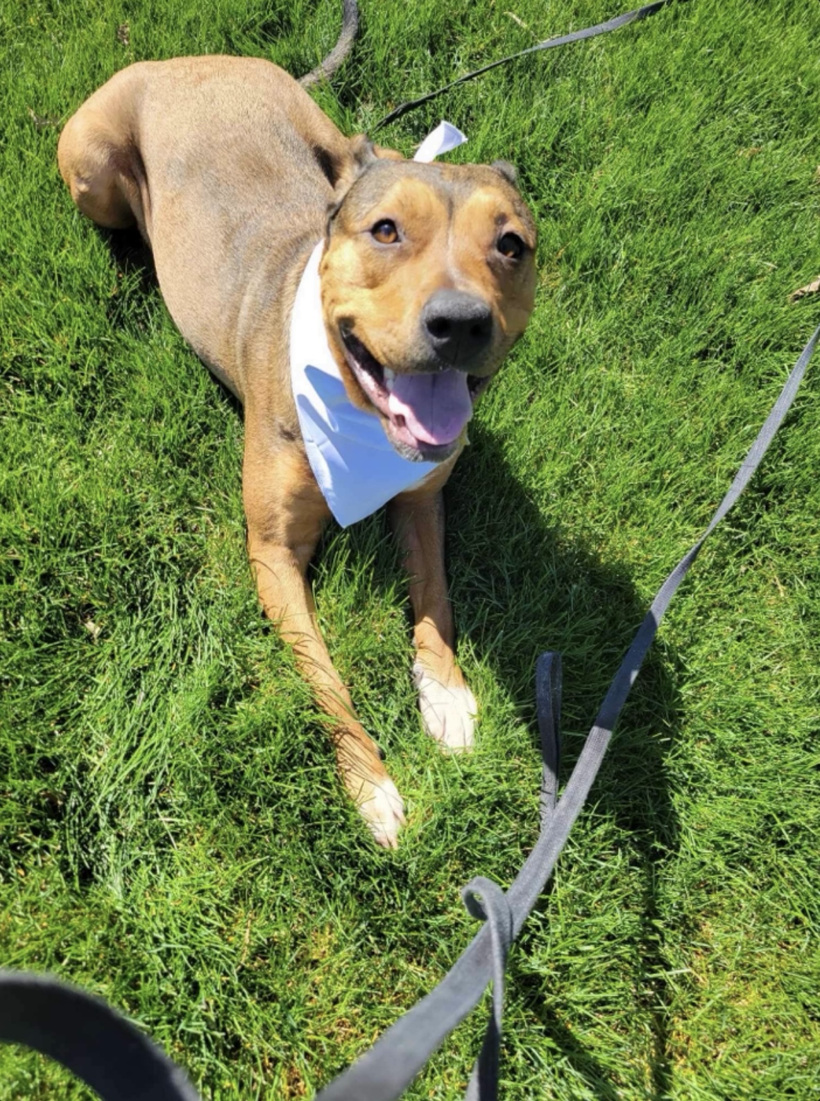 Lily, a Adoptable mixed breed in Joliet, IL image 3/6