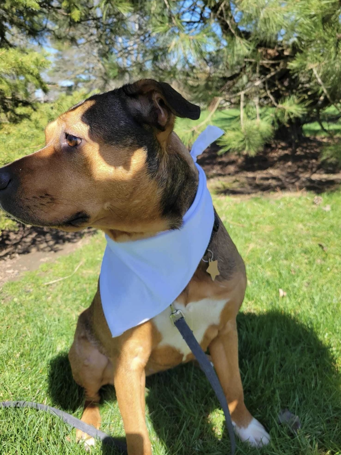 Lily, a Adoptable mixed breed in Joliet, IL image 4/6