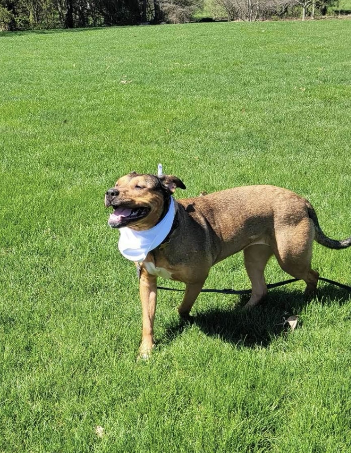 Lily, a Adoptable mixed breed in Joliet, IL image 1/6