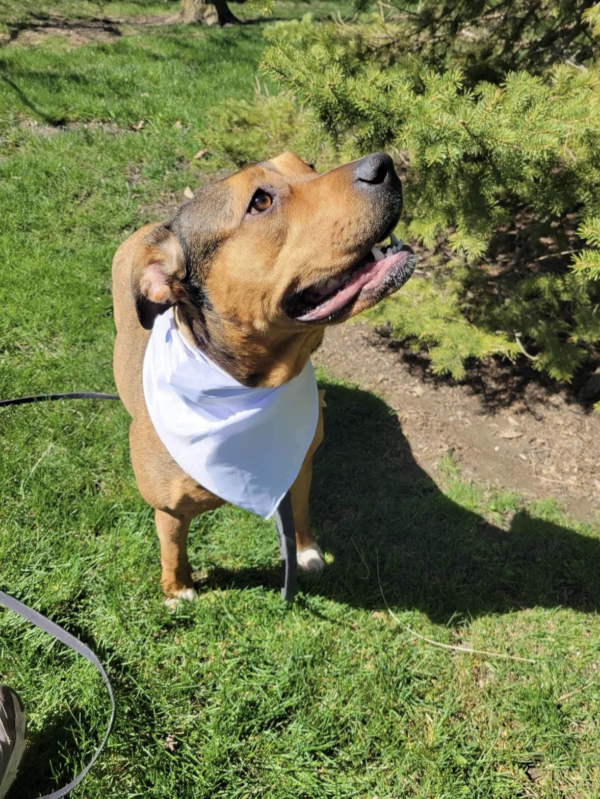 Lily, a Adoptable mixed breed in Joliet, IL image 5/6