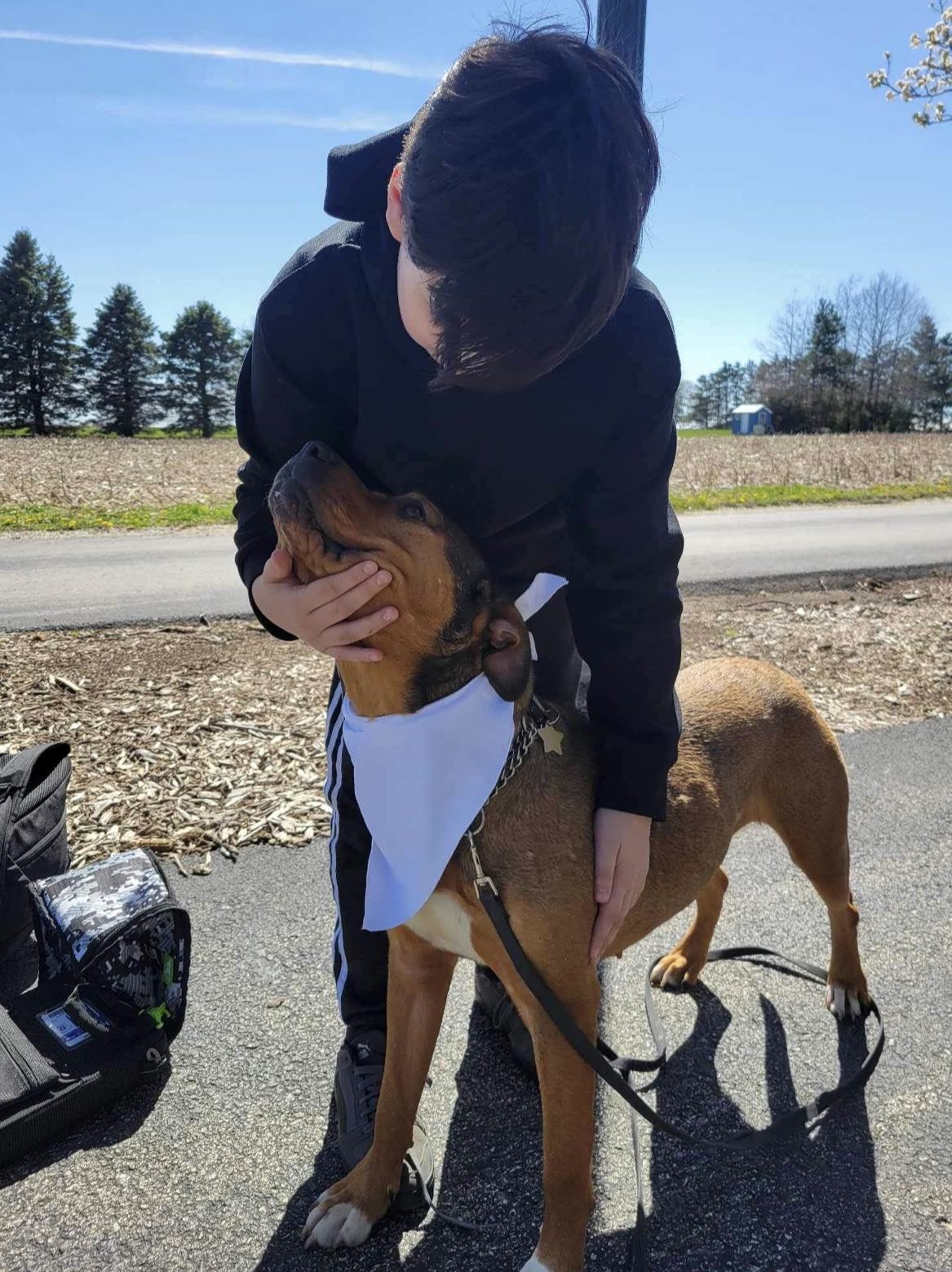 Lily, a Adoptable mixed breed in Joliet, IL image 6/6