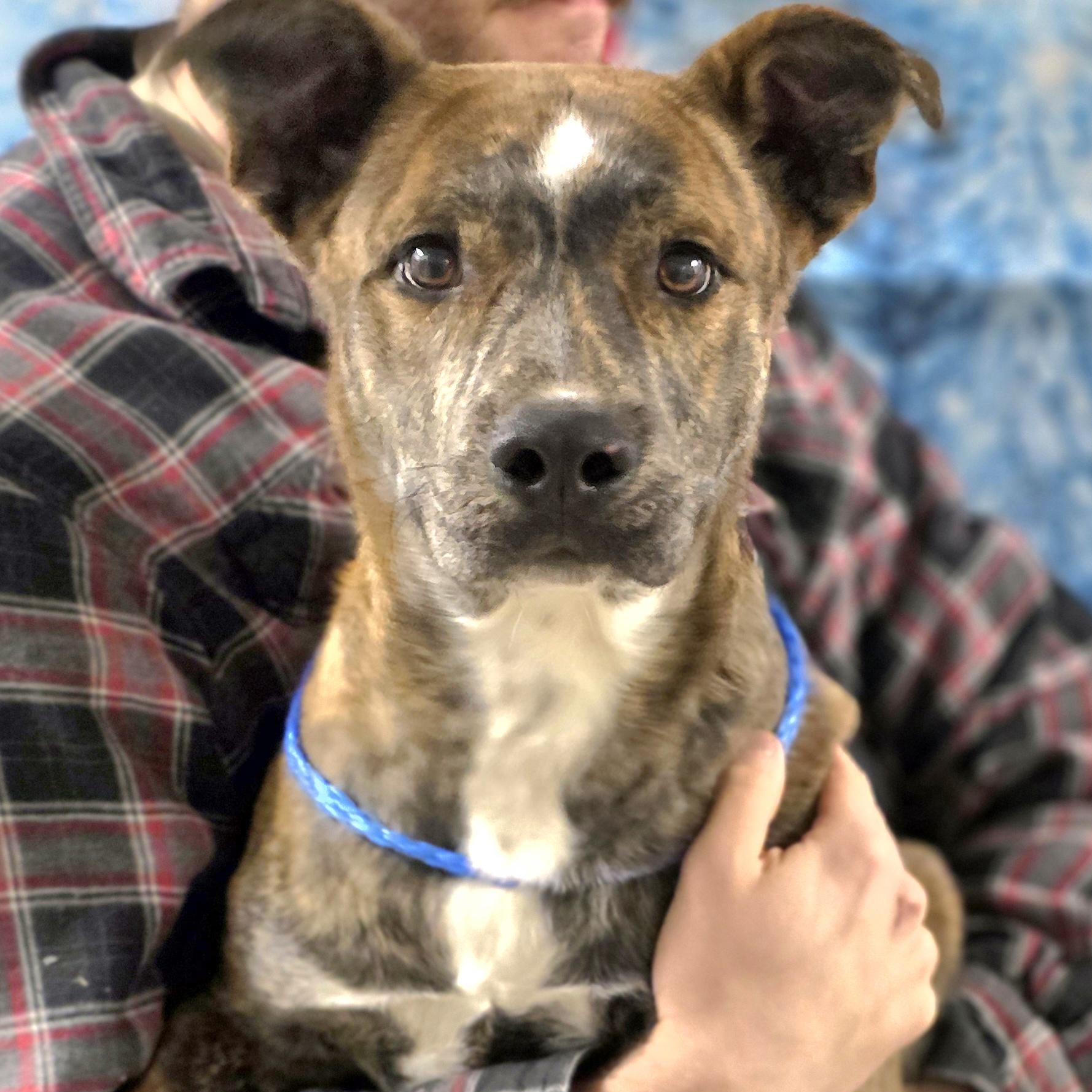 Timber , an adopted mixed breed in Walthill, NE image 1/3