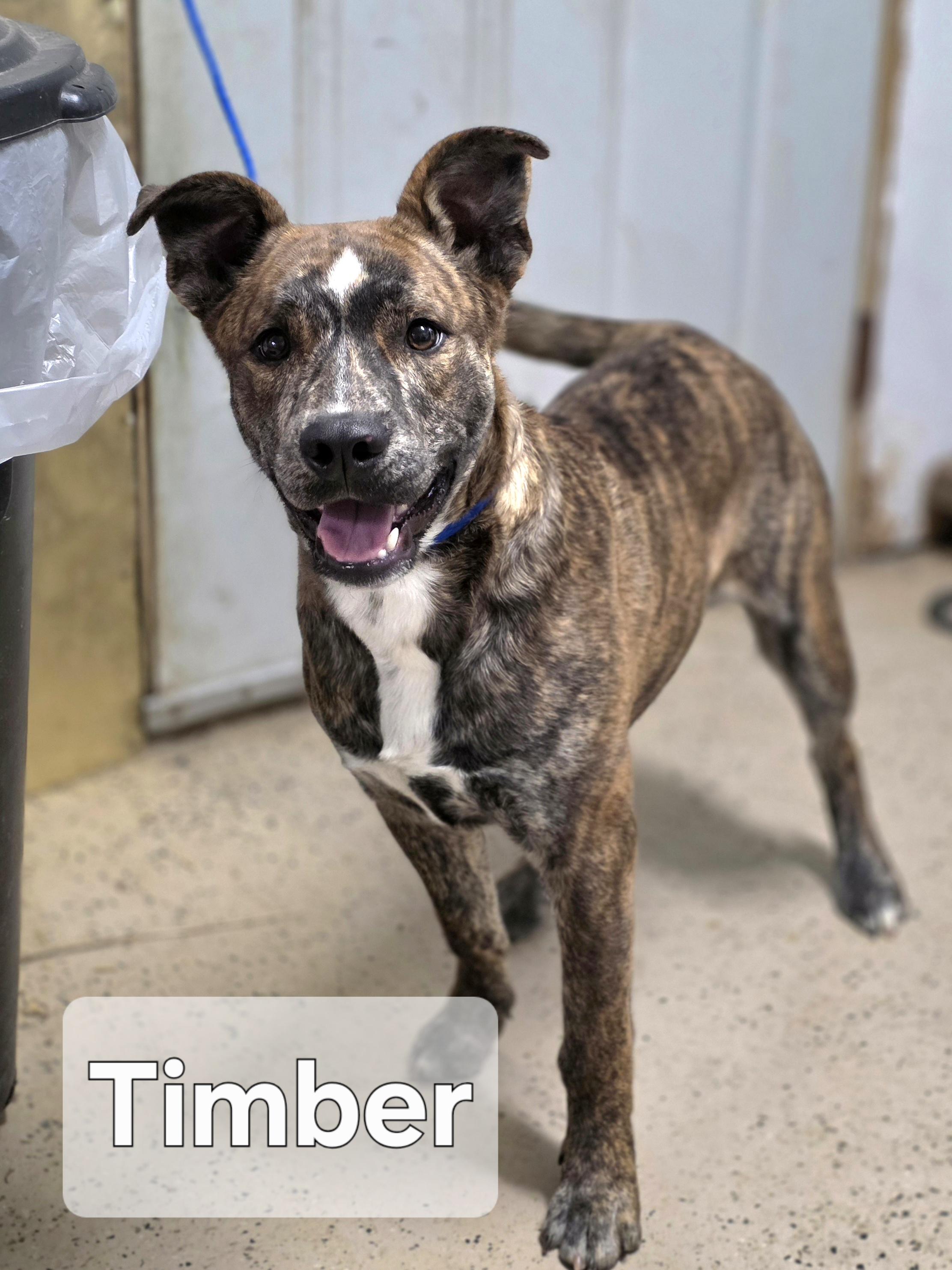 Timber , an adopted mixed breed in Walthill, NE image 2/3
