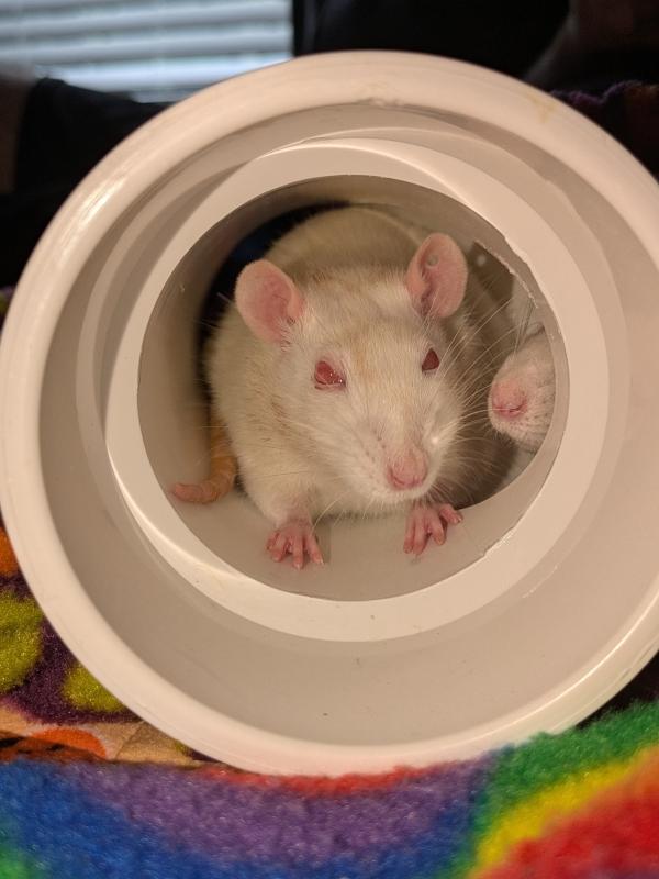 Orange Blossom, Lemon Meringue & Strawberry Shortcake (The Confection Girls), Adopted, Adult Female Rat.