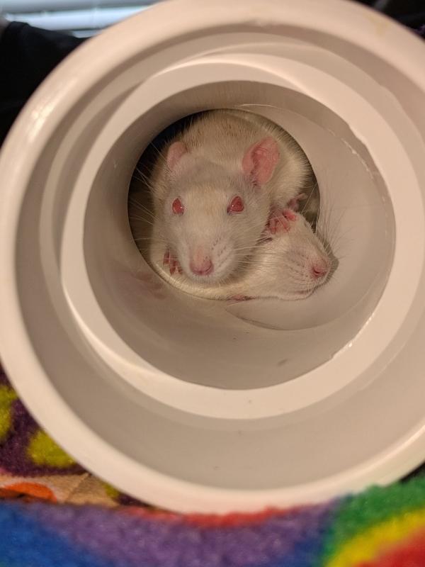 Enlarge Orange Blossom, Lemon Meringue & Strawberry Shortcake (The Confection Girls), a Adopted Rat in Merrimack, NH image 2/3