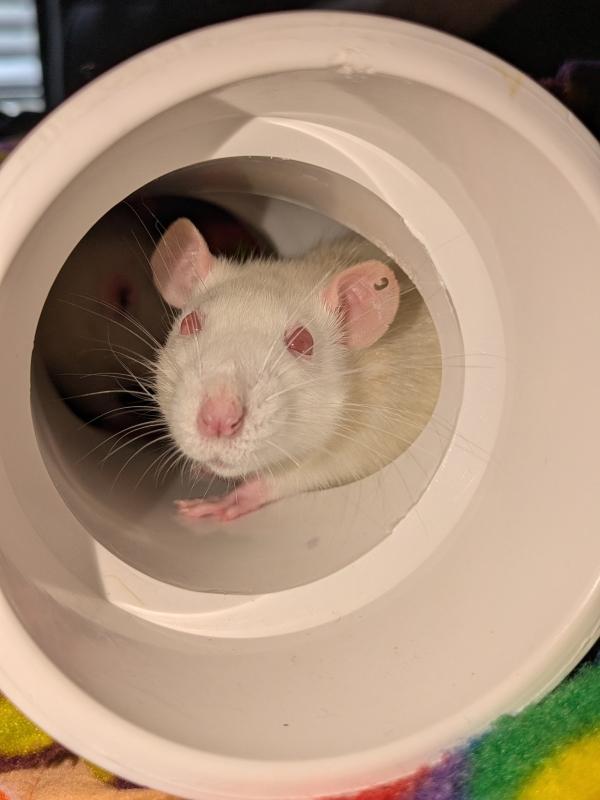 Enlarge Orange Blossom, Lemon Meringue & Strawberry Shortcake (The Confection Girls), a Adopted Rat in Merrimack, NH image 3/3