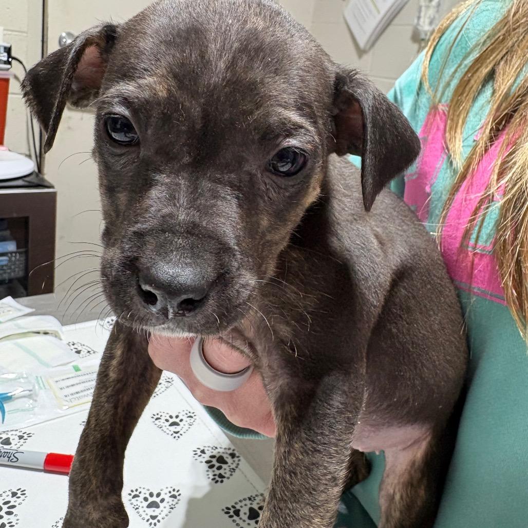 Maddox, Adoptable, Puppy Female Mixed Breed.