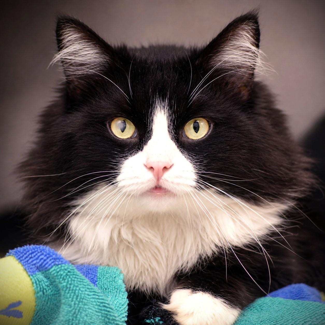 January, adoptable, Senior Male Domestic Long Hair.