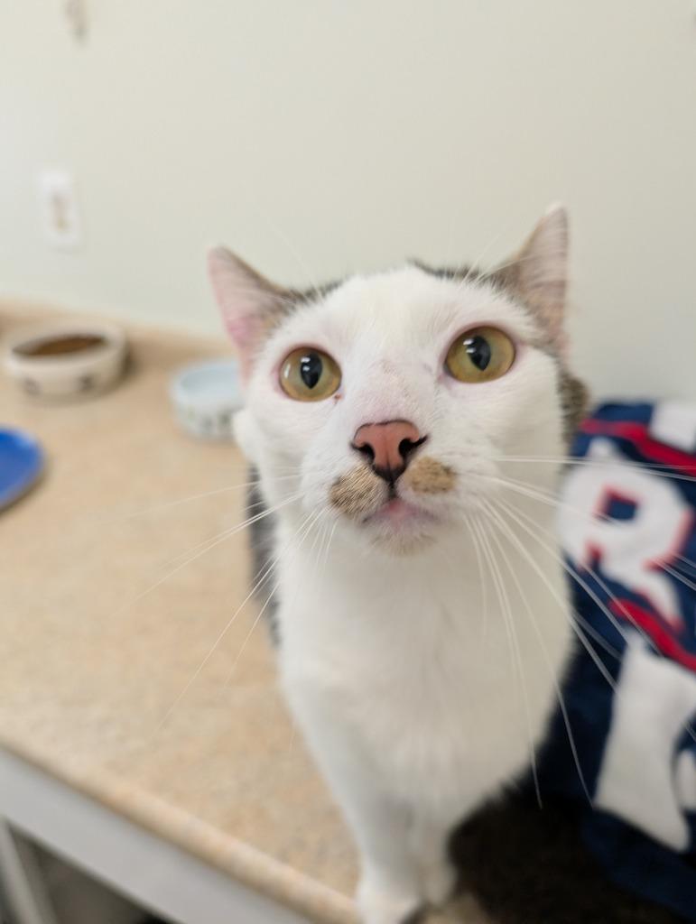 Neo, Adoptable, Young Male Domestic Short Hair.