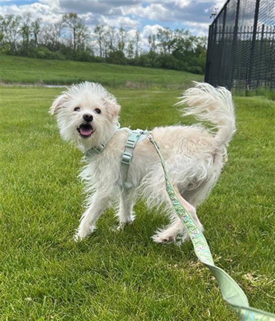 Enlarge SPARKY, a Adoptable mixed breed in Geneva, IL image 1/1
