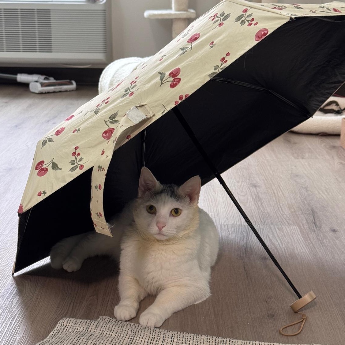 Sam, a Adoptable American Shorthair in New York, NY image 2/6