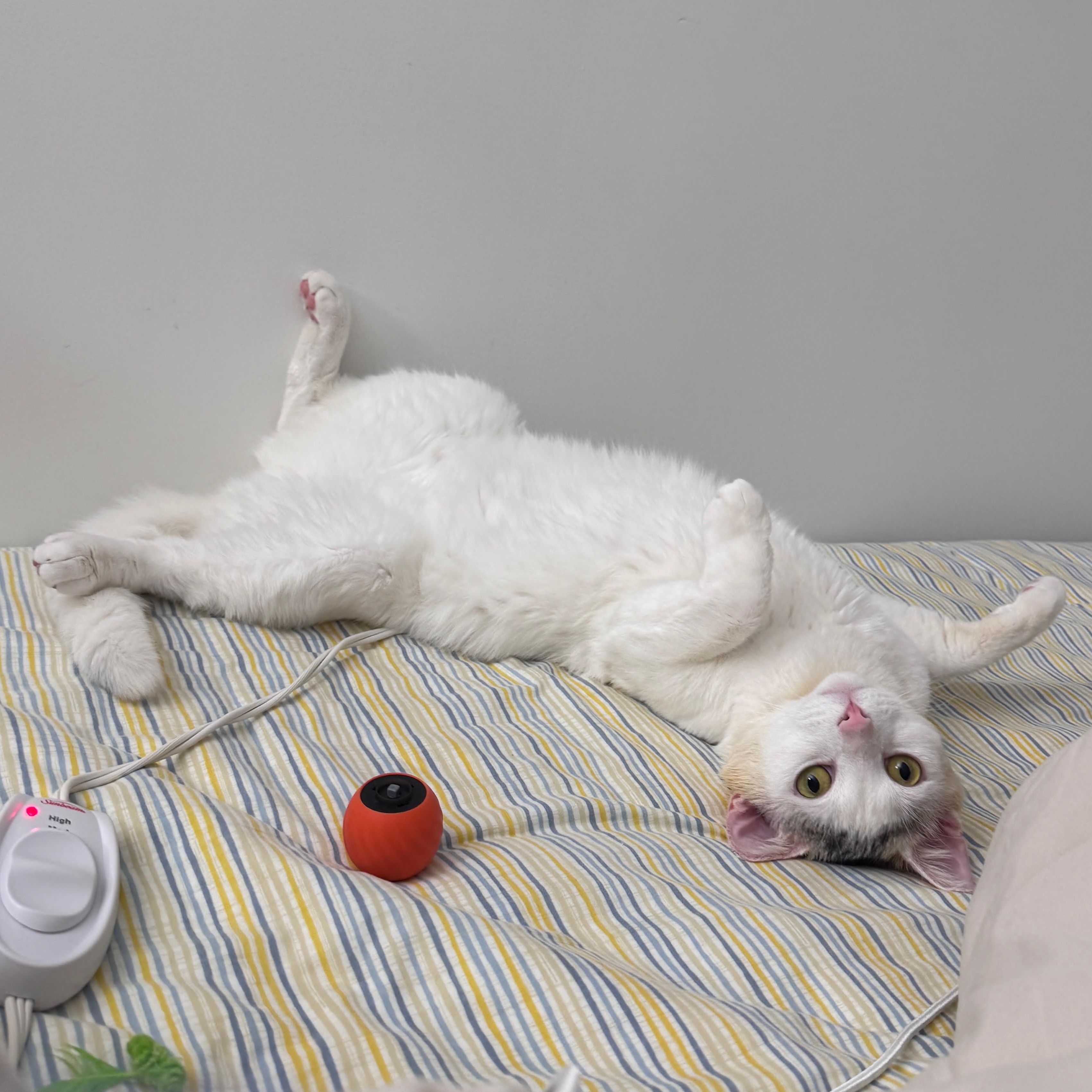 Sam, a Adoptable American Shorthair in New York, NY image 3/6