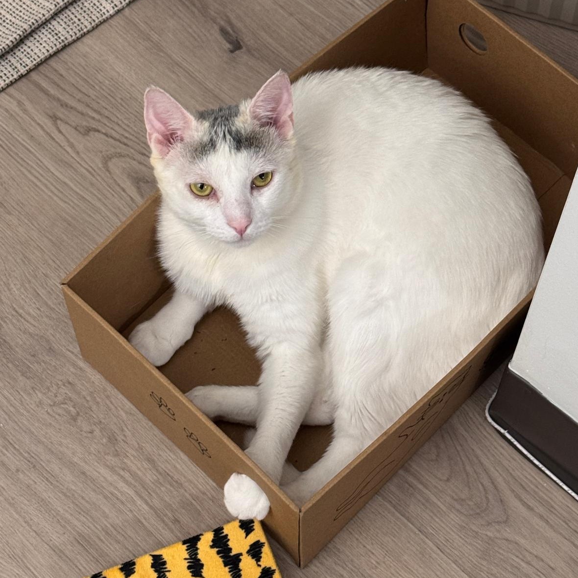 Sam, a Adoptable American Shorthair in New York, NY image 4/6