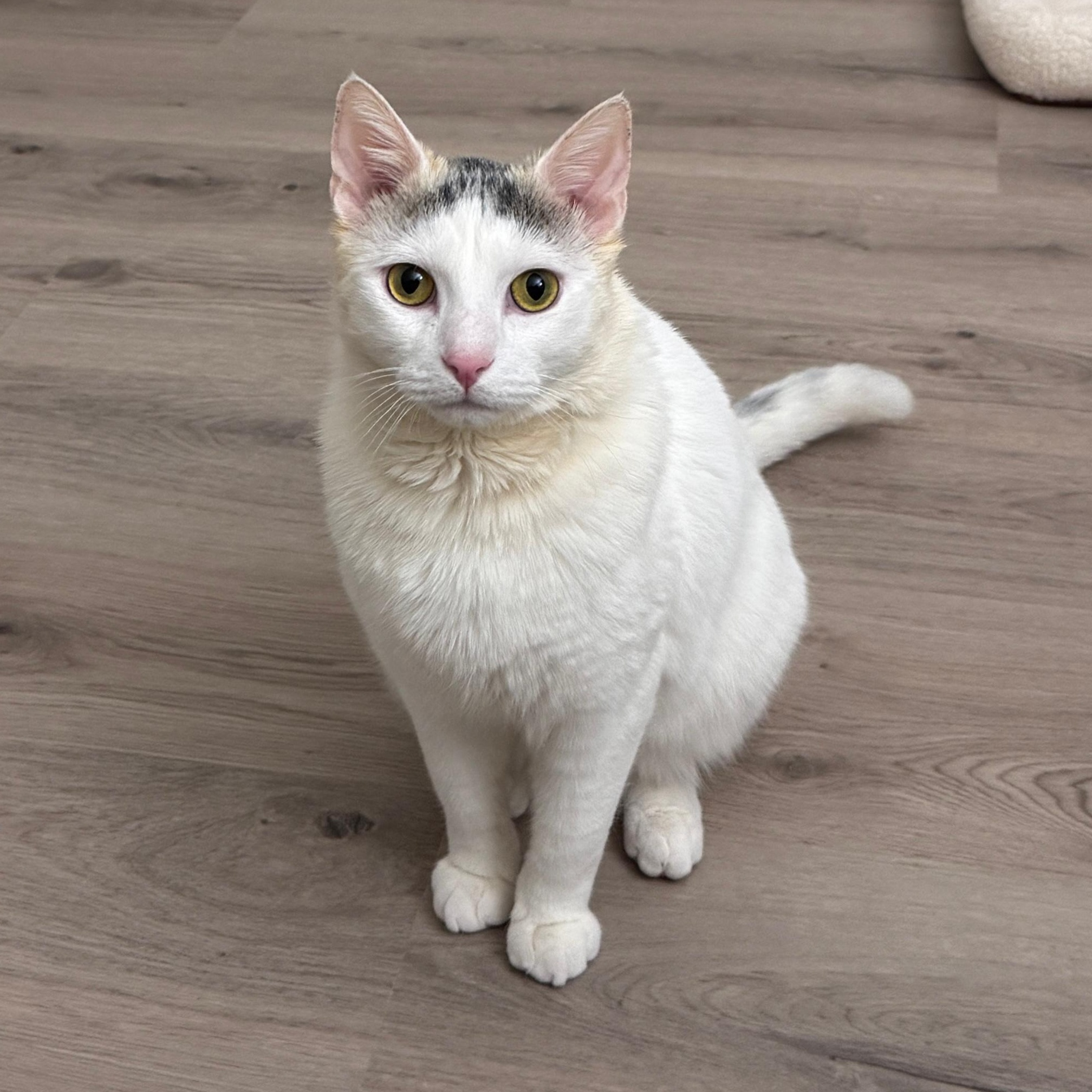 Sam, Adoptable, Young Male American Shorthair.