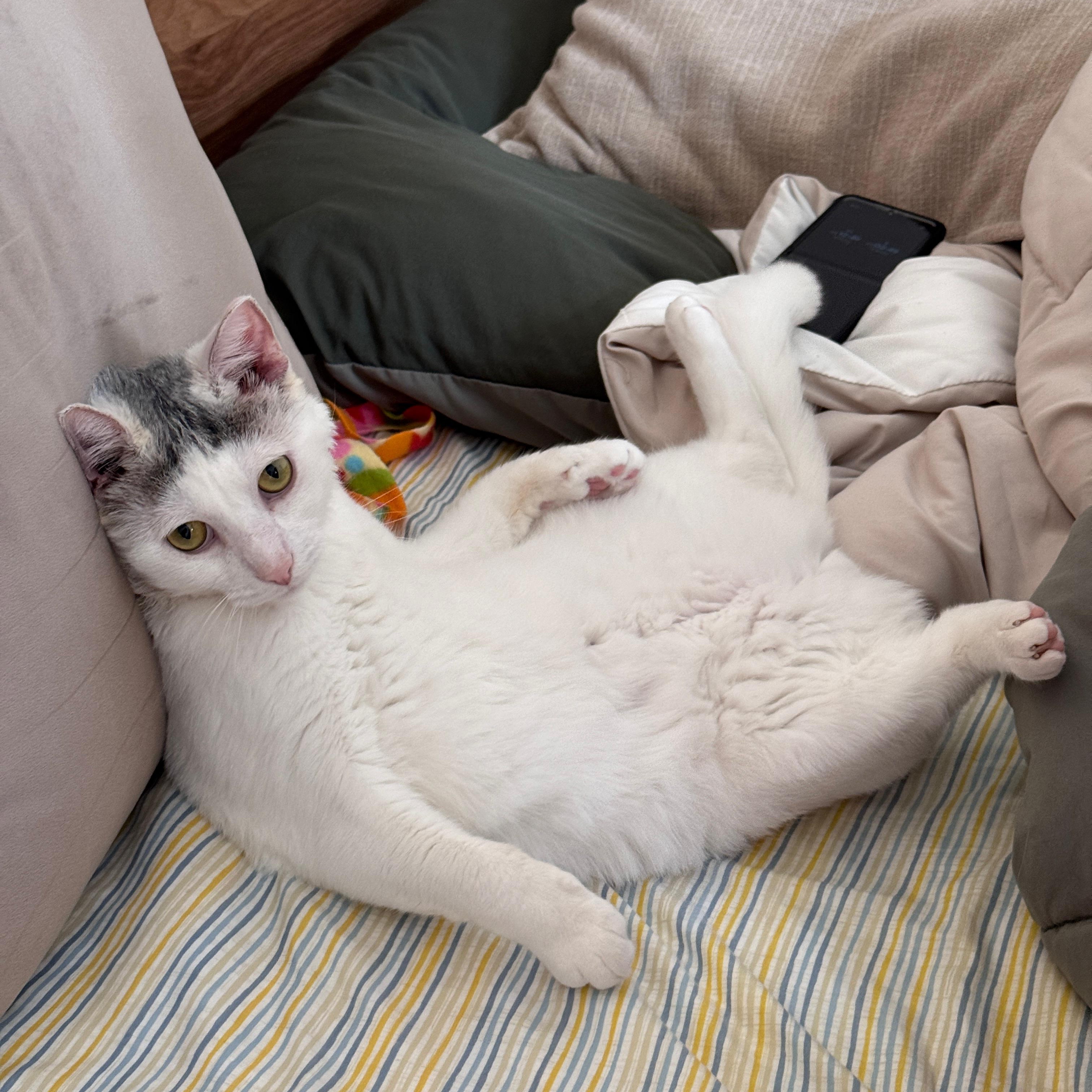 Sam, a Adoptable American Shorthair in New York, NY image 5/6