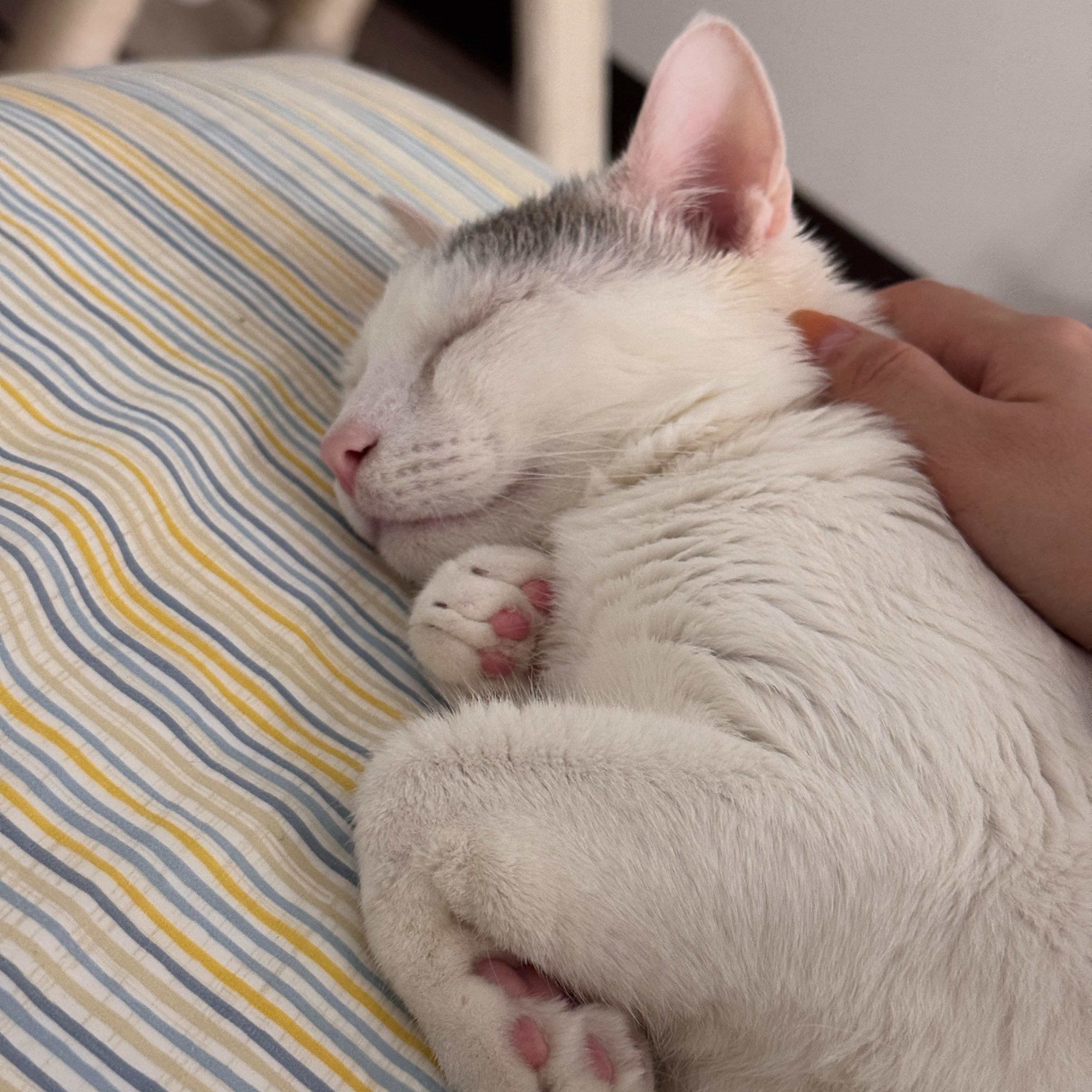 Sam, a Adoptable American Shorthair in New York, NY image 6/6