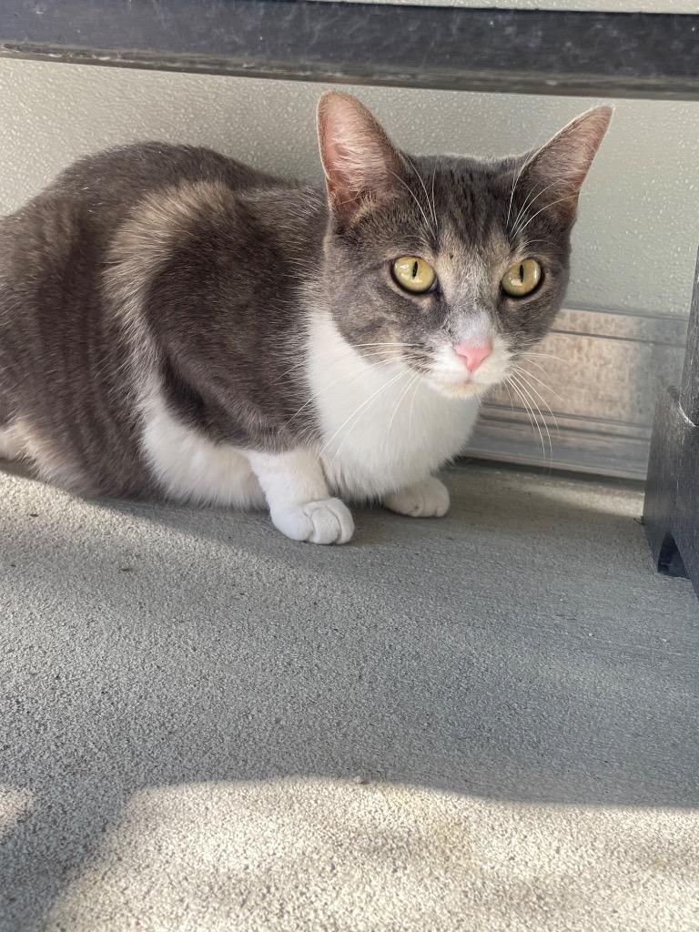 Enlarge Stone, a ADOPTABLE Domestic Short Hair in New Philadelphia, OH image 1/1