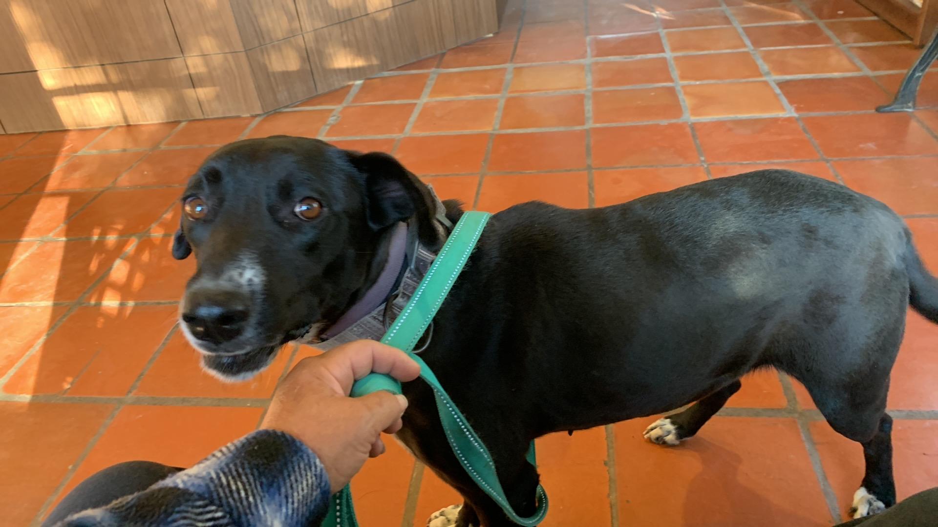 Molly, a Adoptable mixed breed in Beeville, TX image 1/5