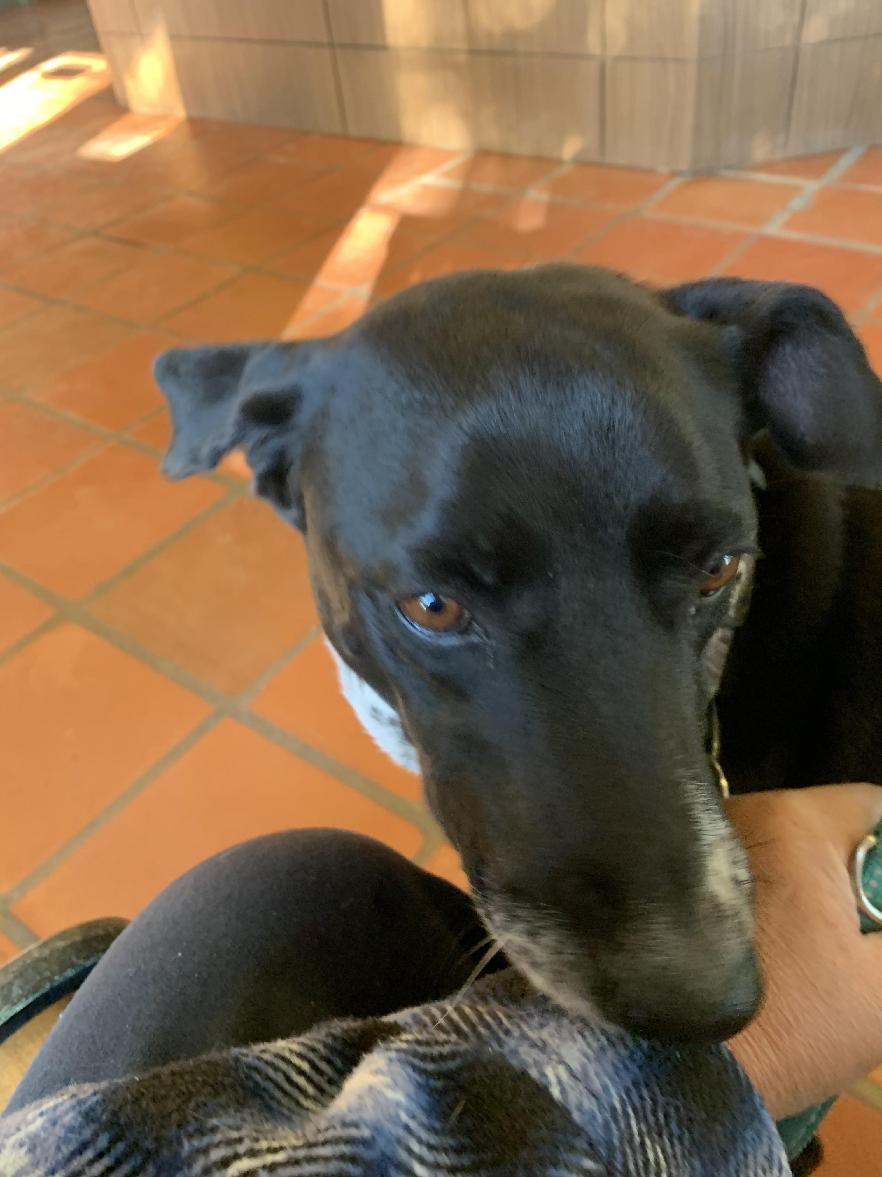 Molly, a Adoptable mixed breed in Beeville, TX image 2/5