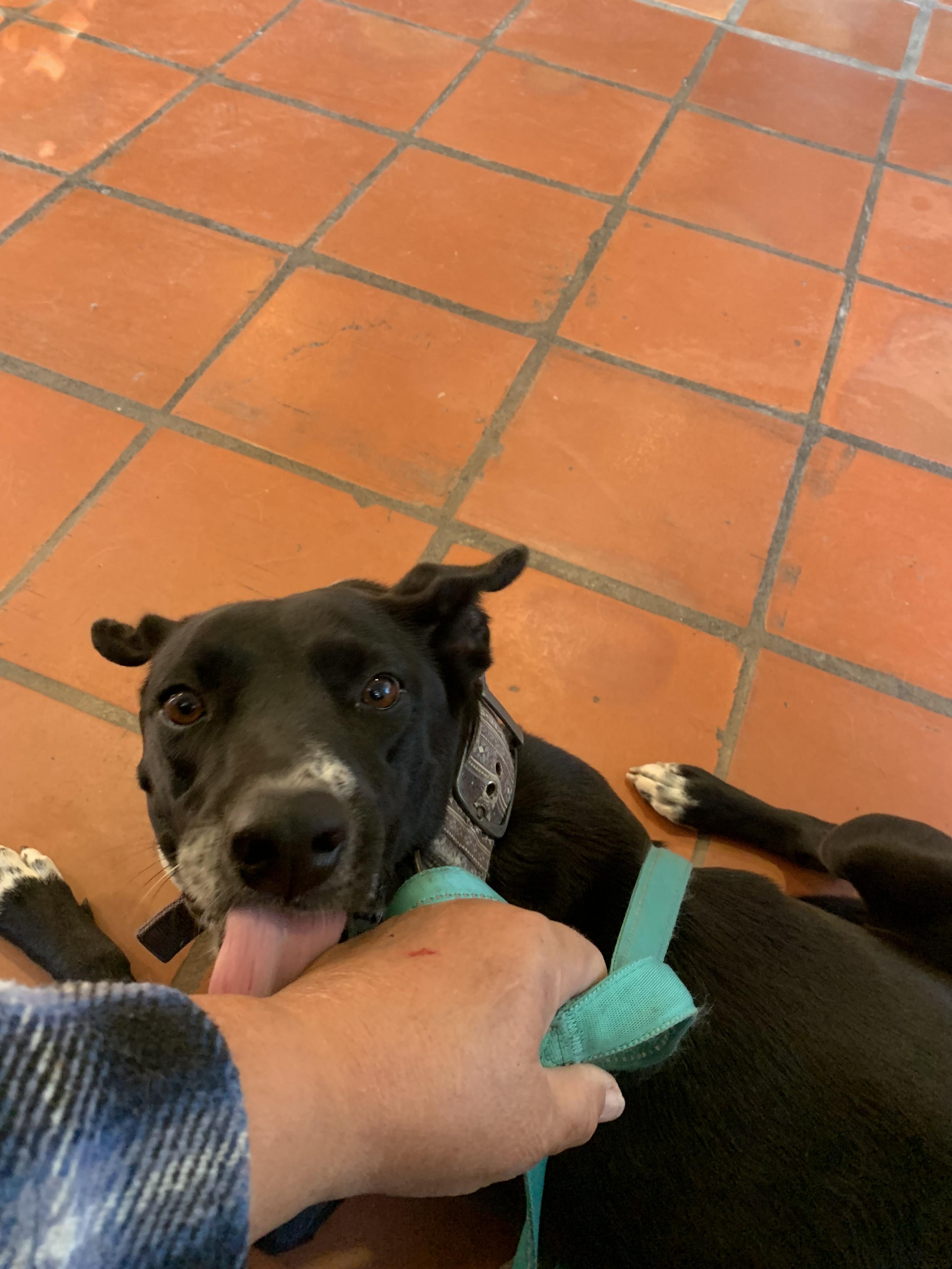 Molly, a Adoptable mixed breed in Beeville, TX image 3/5