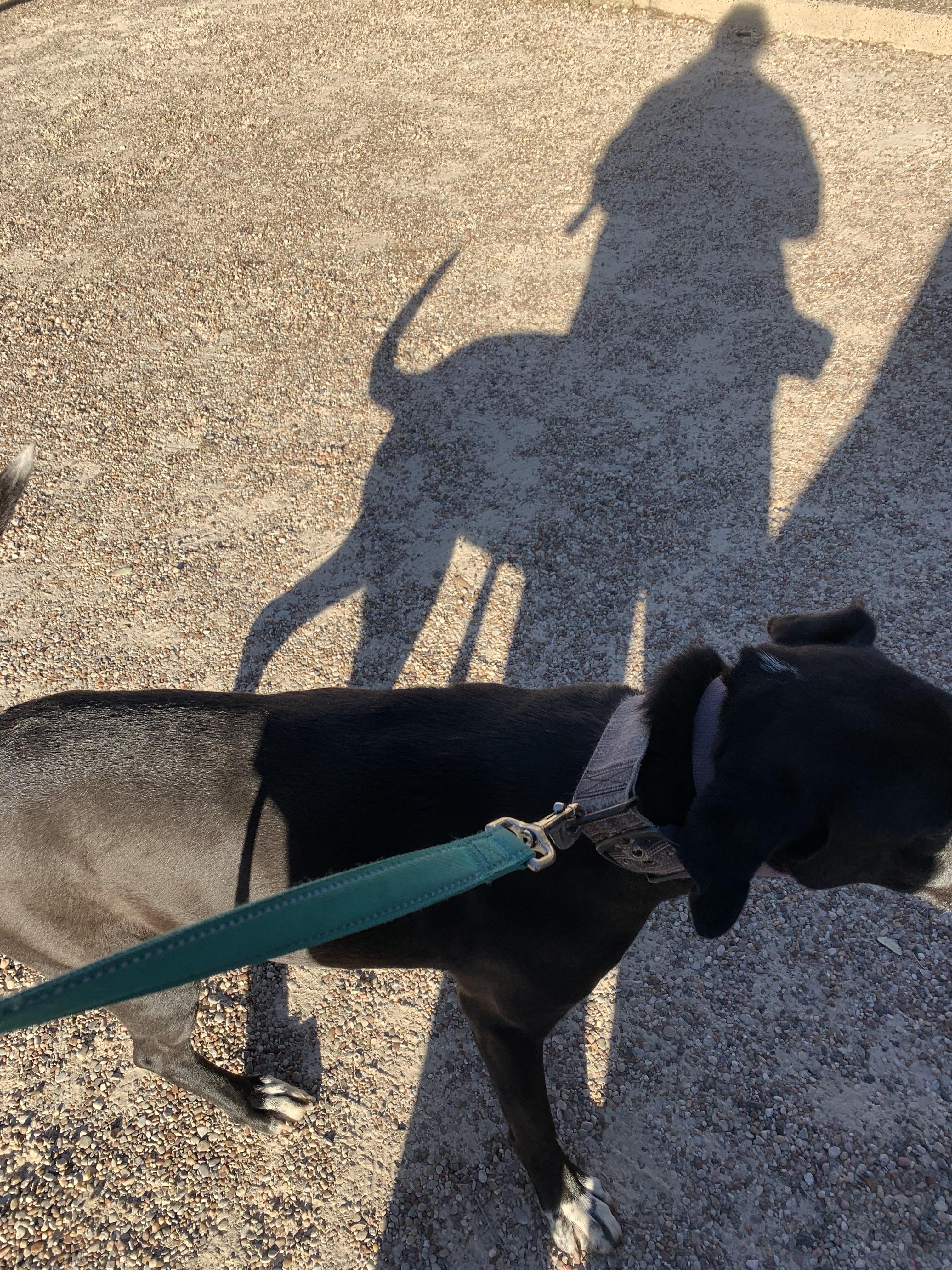 Molly, a Adoptable mixed breed in Beeville, TX image 4/5