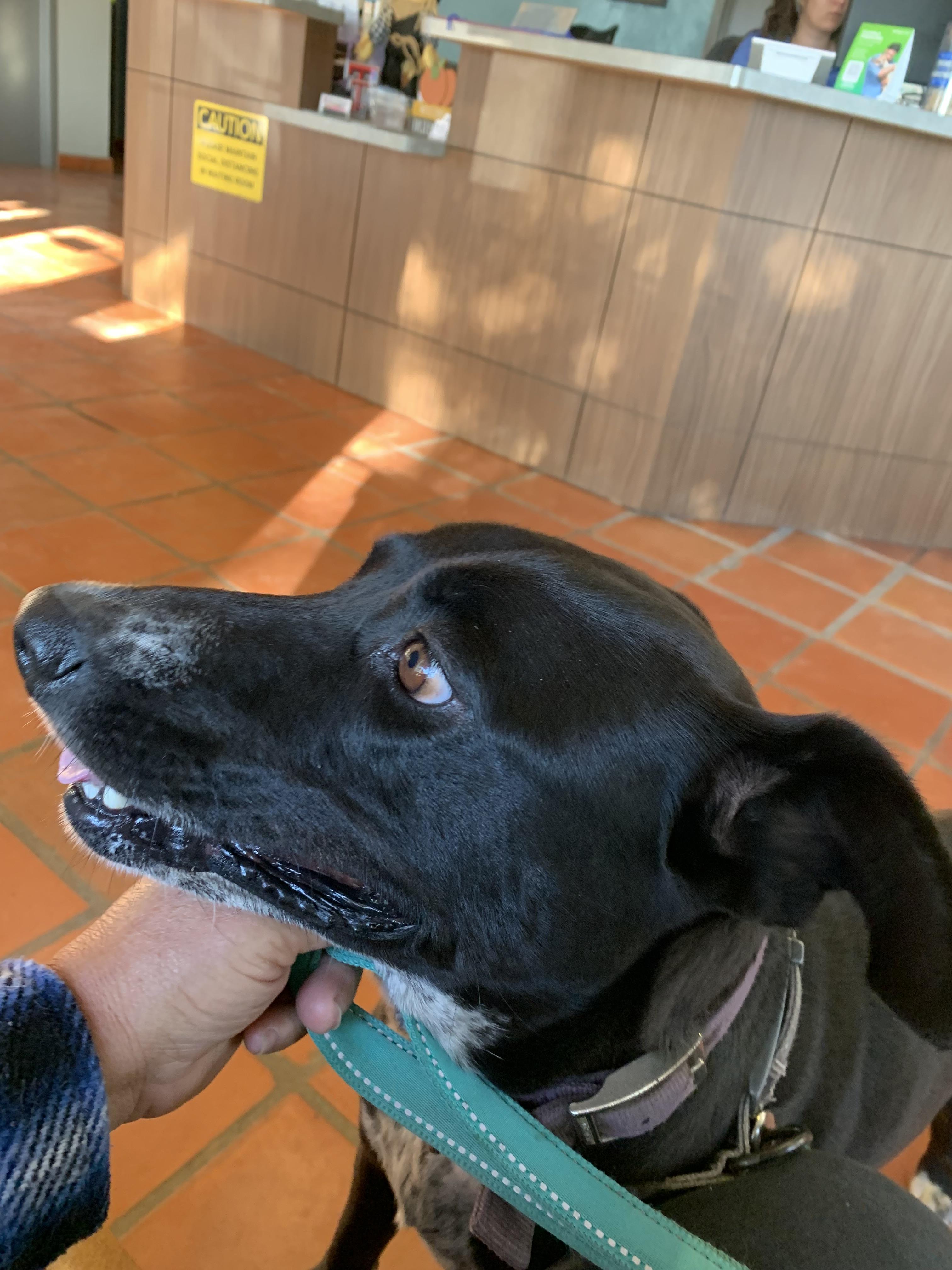 Molly, a Adoptable mixed breed in Beeville, TX image 5/5