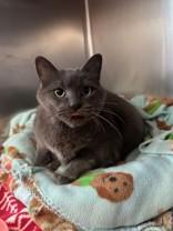 Enlarge Nala, a Adoptable Domestic Short Hair in Manitowoc, WI image 1/1