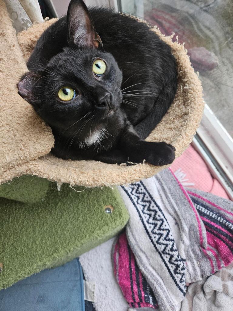 Conrad, Adoptable, Kitten Male Domestic Short Hair.