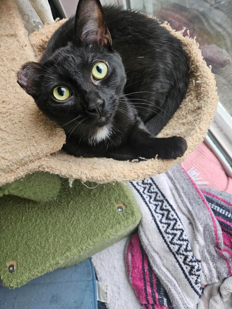 Enlarge Conrad, a Adoptable Domestic Short Hair in Arthur, ON image 2/3