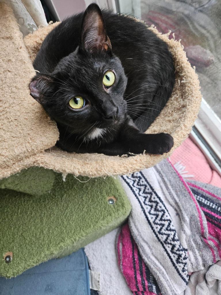 Enlarge Conrad, a Adoptable Domestic Short Hair in Arthur, ON image 3/3