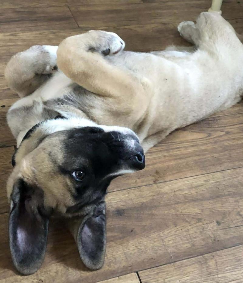 Enlarge Tucker, a Adoptable mixed breed in Bancroft, ON image 2/4
