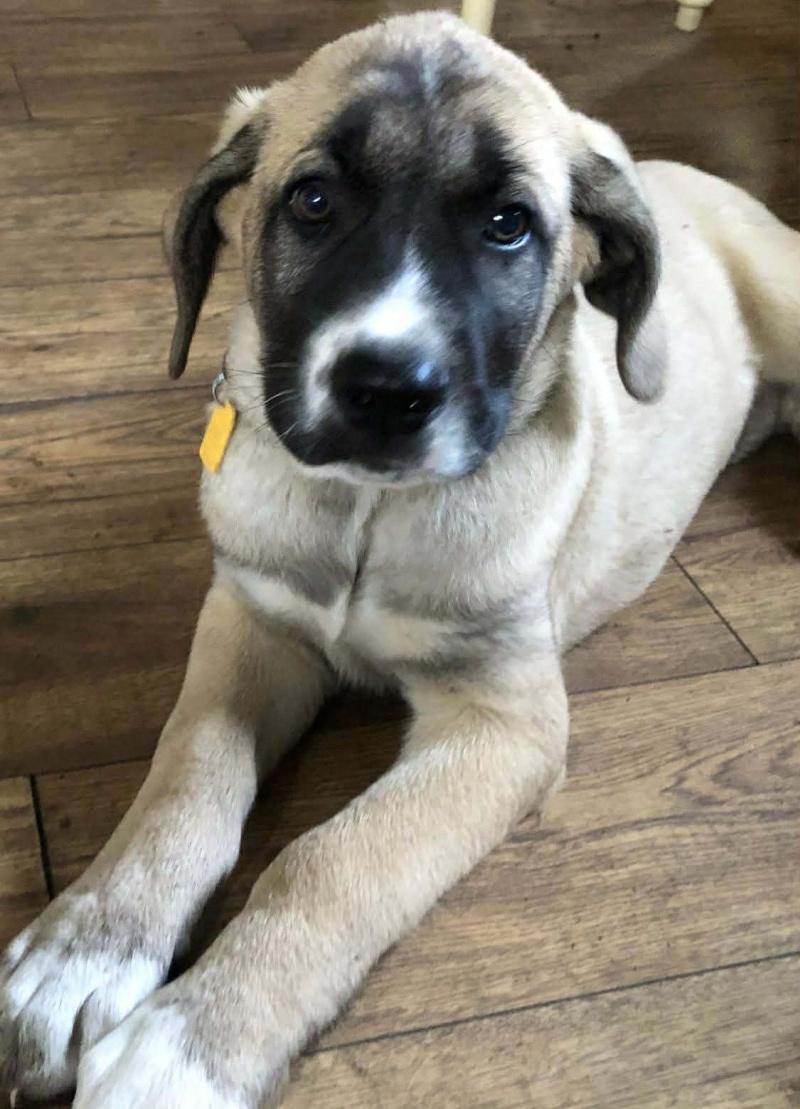 Enlarge Tucker, a Adoptable mixed breed in Bancroft, ON image 1/4