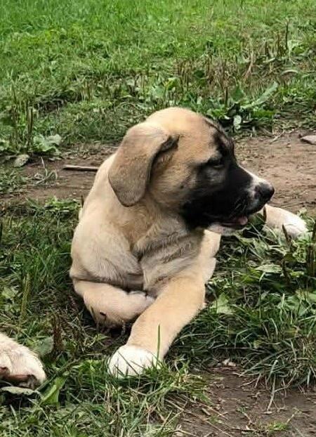 Enlarge Tucker, a Adoptable mixed breed in Bancroft, ON image 4/4