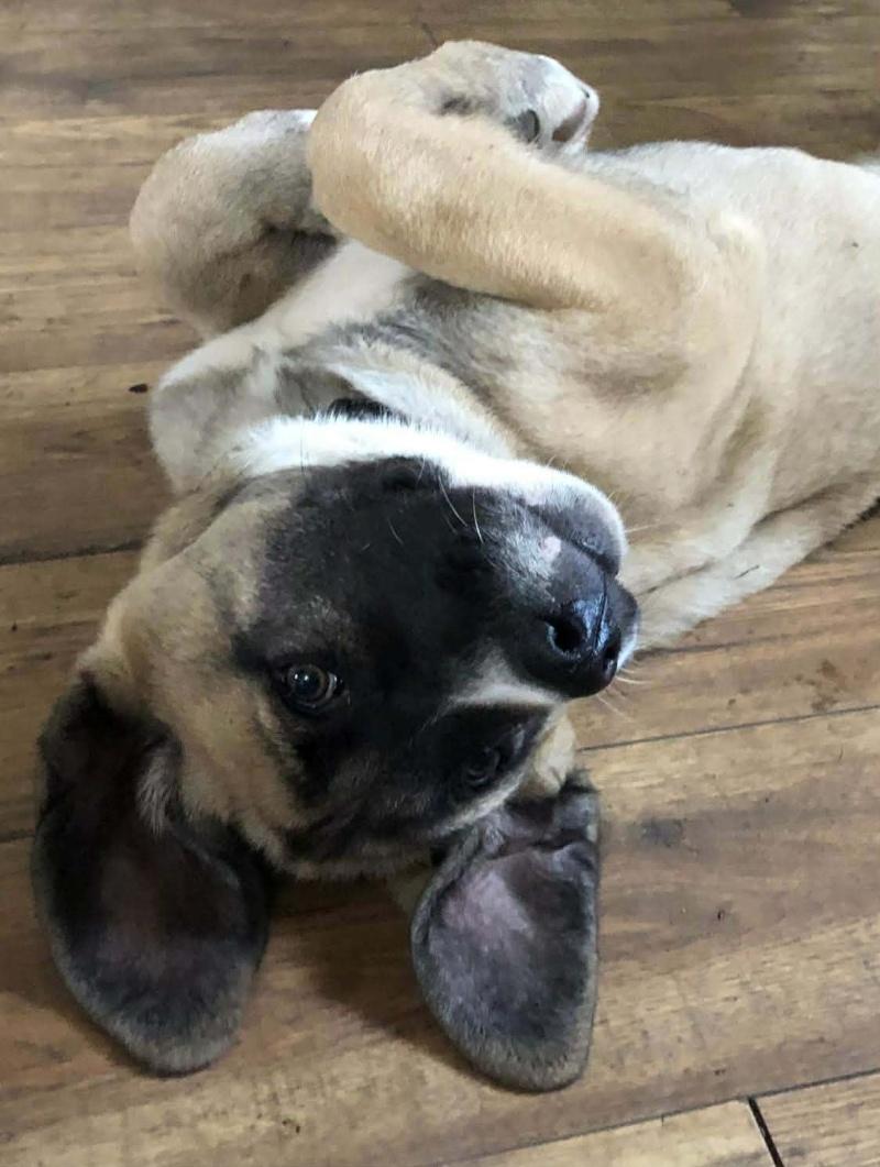 Enlarge Tucker, a Adoptable mixed breed in Bancroft, ON image 3/4