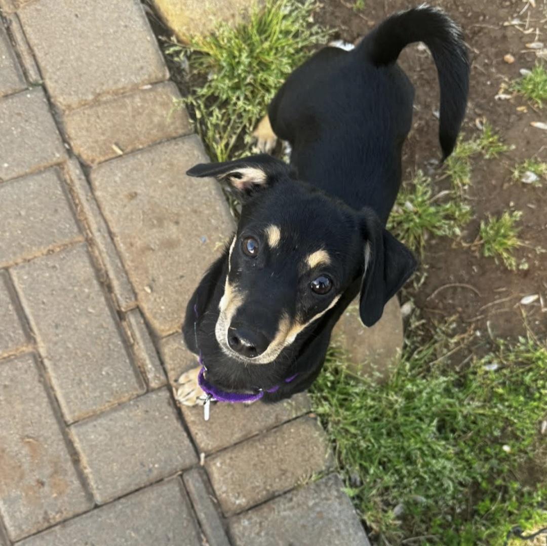 Enlarge Dahlia, a Adoptable mixed breed in Knoxville, TN image 3/6