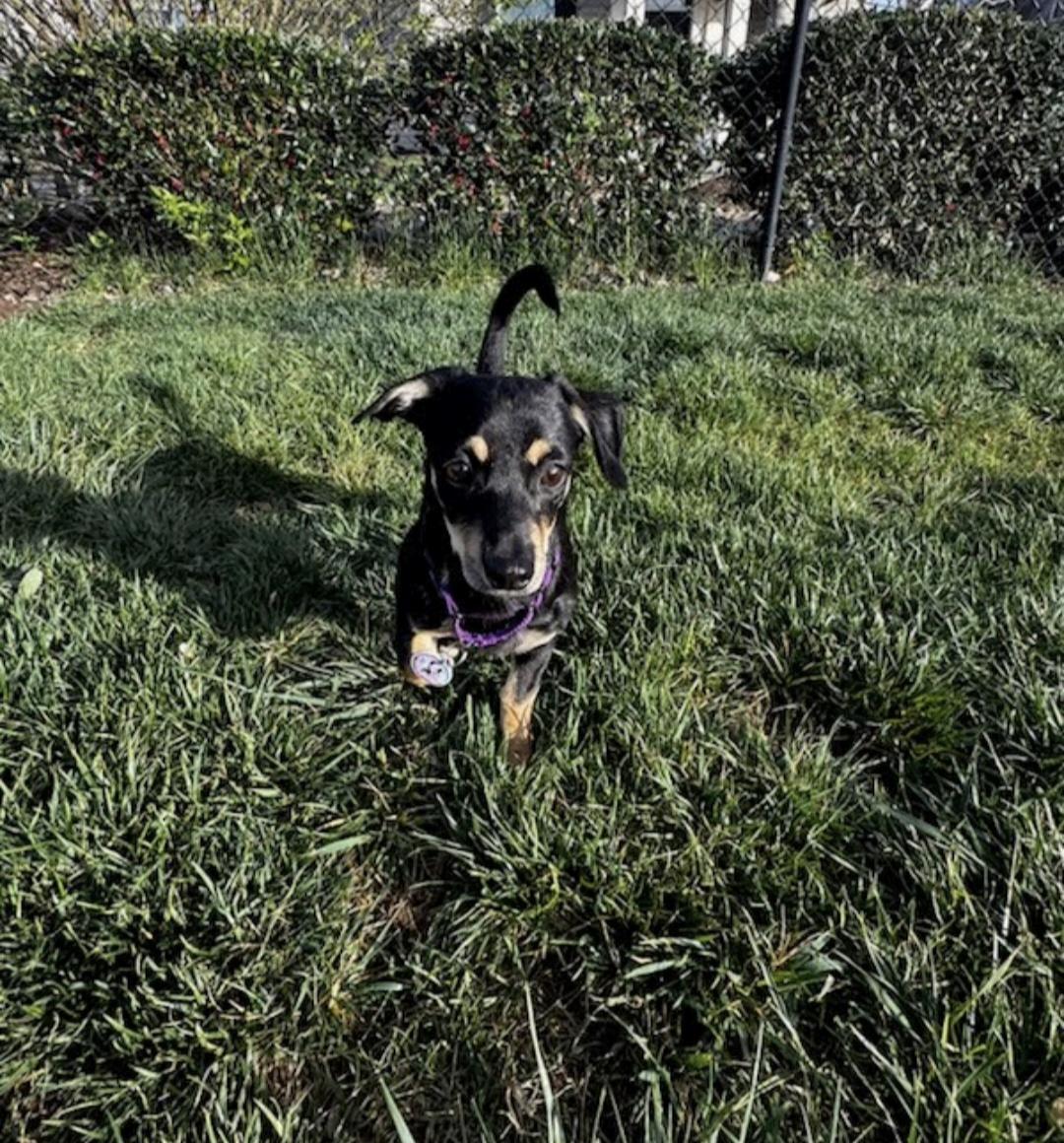 Enlarge Dahlia, a Adoptable mixed breed in Knoxville, TN image 6/6