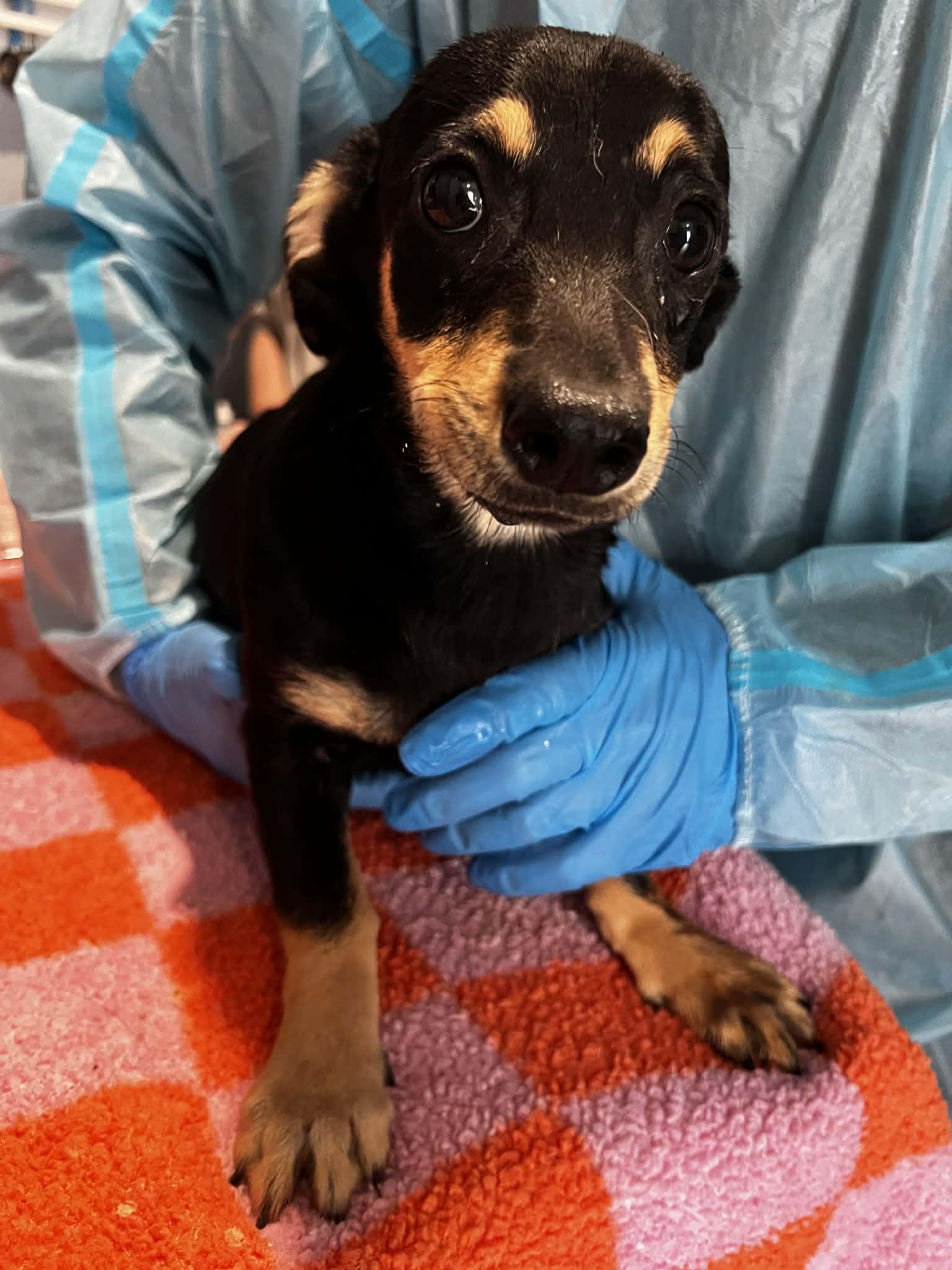 Enlarge Dahlia, a Adoptable mixed breed in Knoxville, TN image 3/3