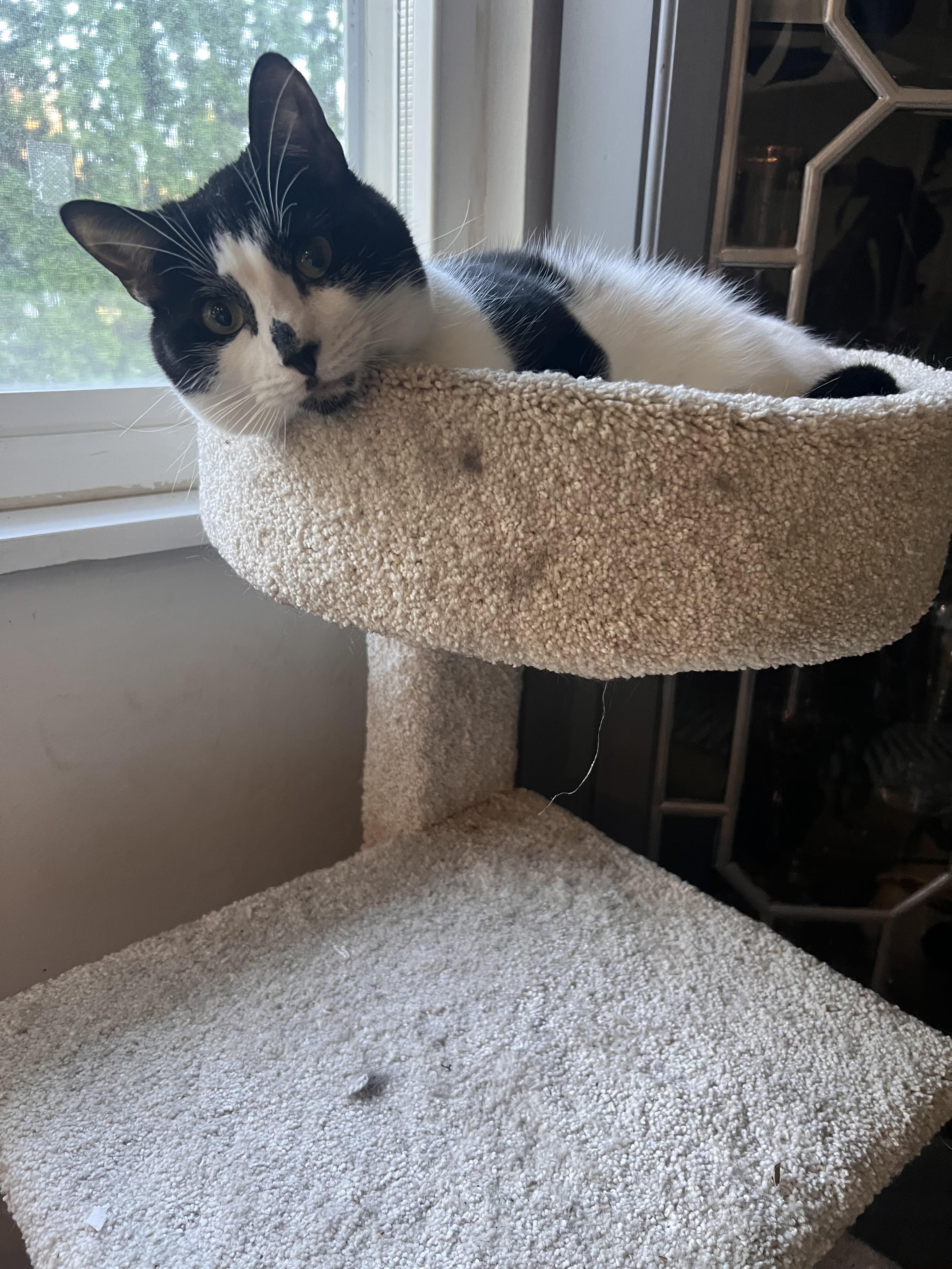 Freckles, a ADOPTABLE Domestic Short Hair in Albany, NY image 2/3
