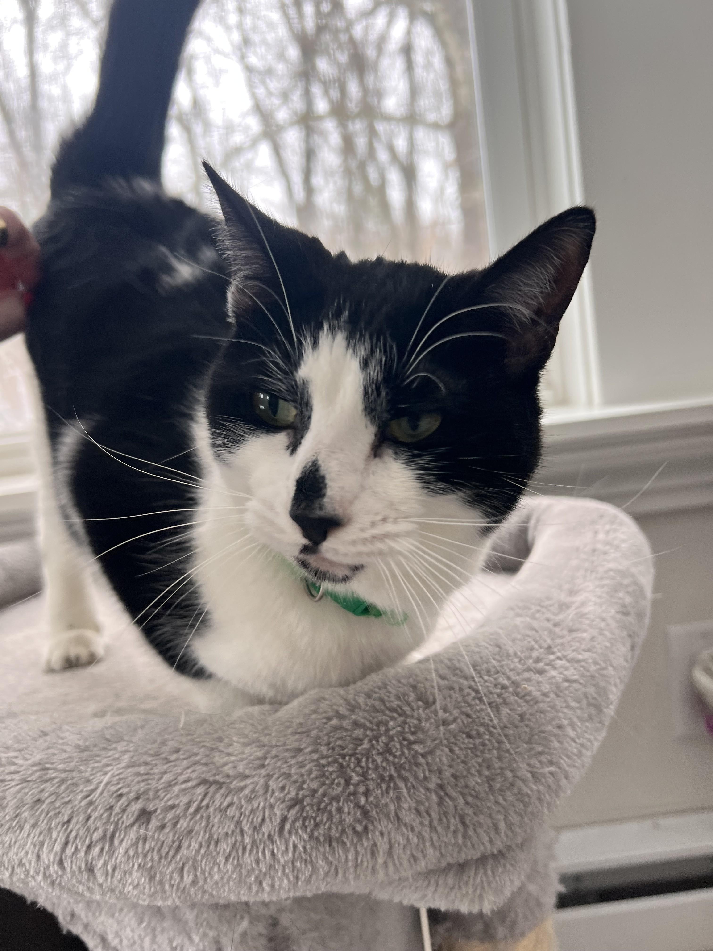 Freckles, a ADOPTABLE Domestic Short Hair in Albany, NY image 1/3