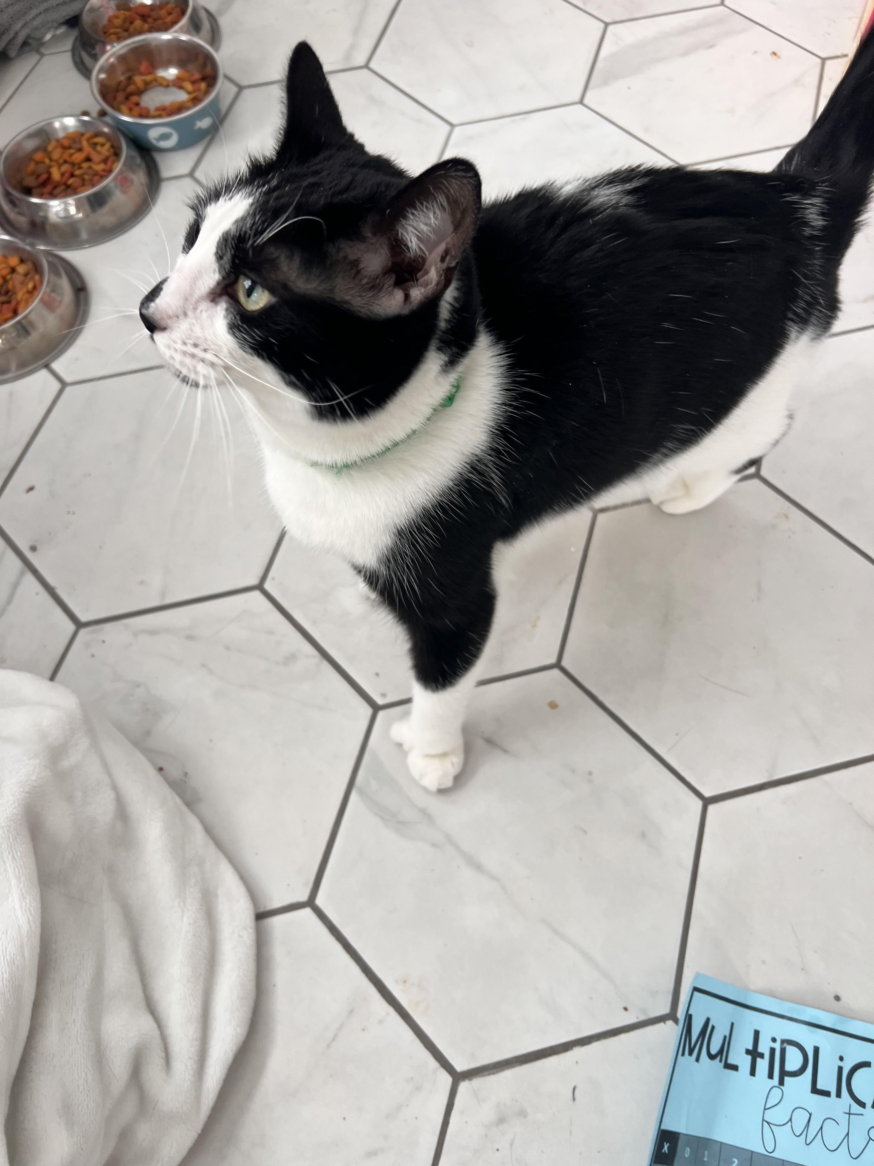 Freckles, a ADOPTABLE Domestic Short Hair in Albany, NY image 3/3