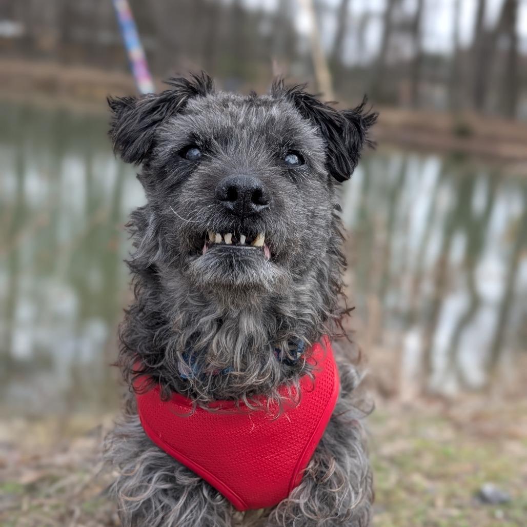 Enlarge Maxwell 02-0301, a Adoptable mixed breed in Tyrone, GA image 2/6