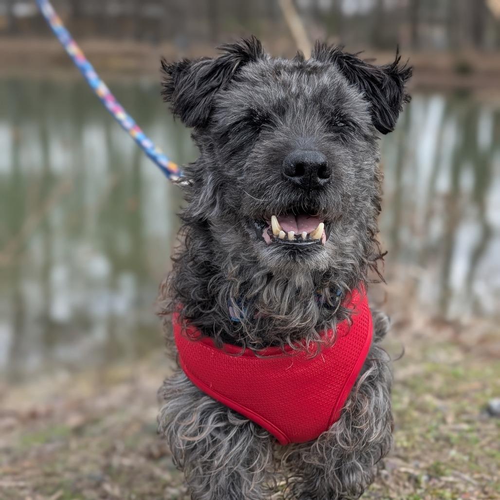 Enlarge Maxwell 02-0301, a Adoptable mixed breed in Tyrone, GA image 3/6