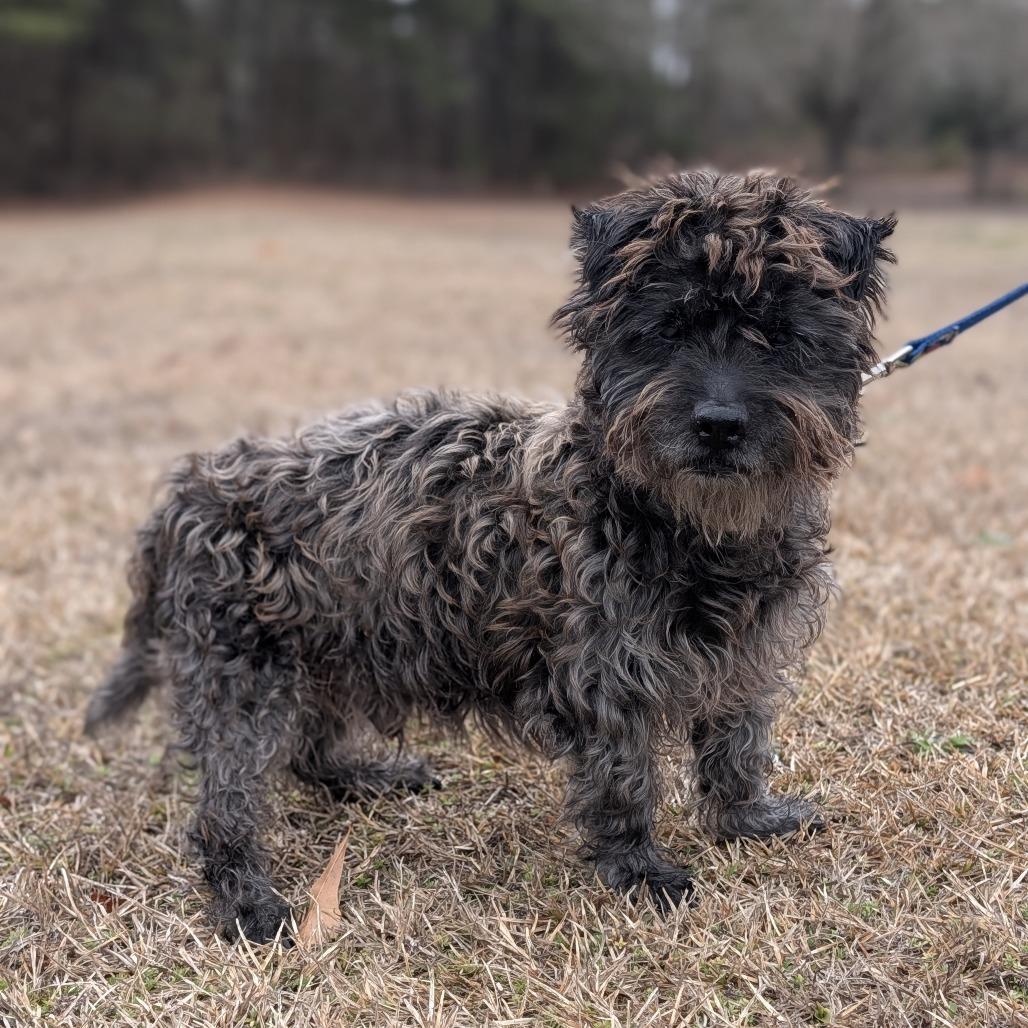 Enlarge Maxwell 02-0301, a Adoptable mixed breed in Tyrone, GA image 4/6