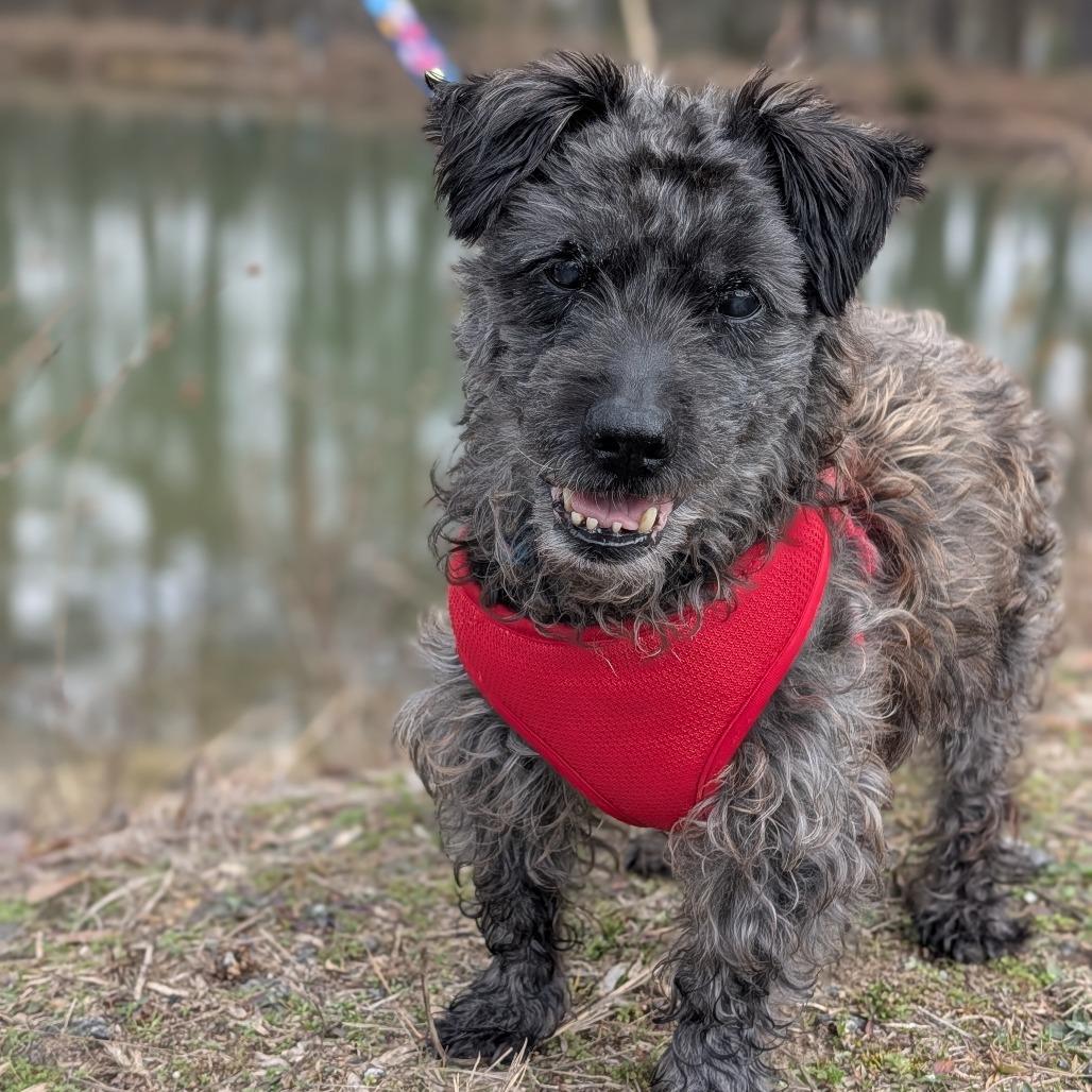 Enlarge Maxwell 02-0301, a Adoptable mixed breed in Tyrone, GA image 6/6
