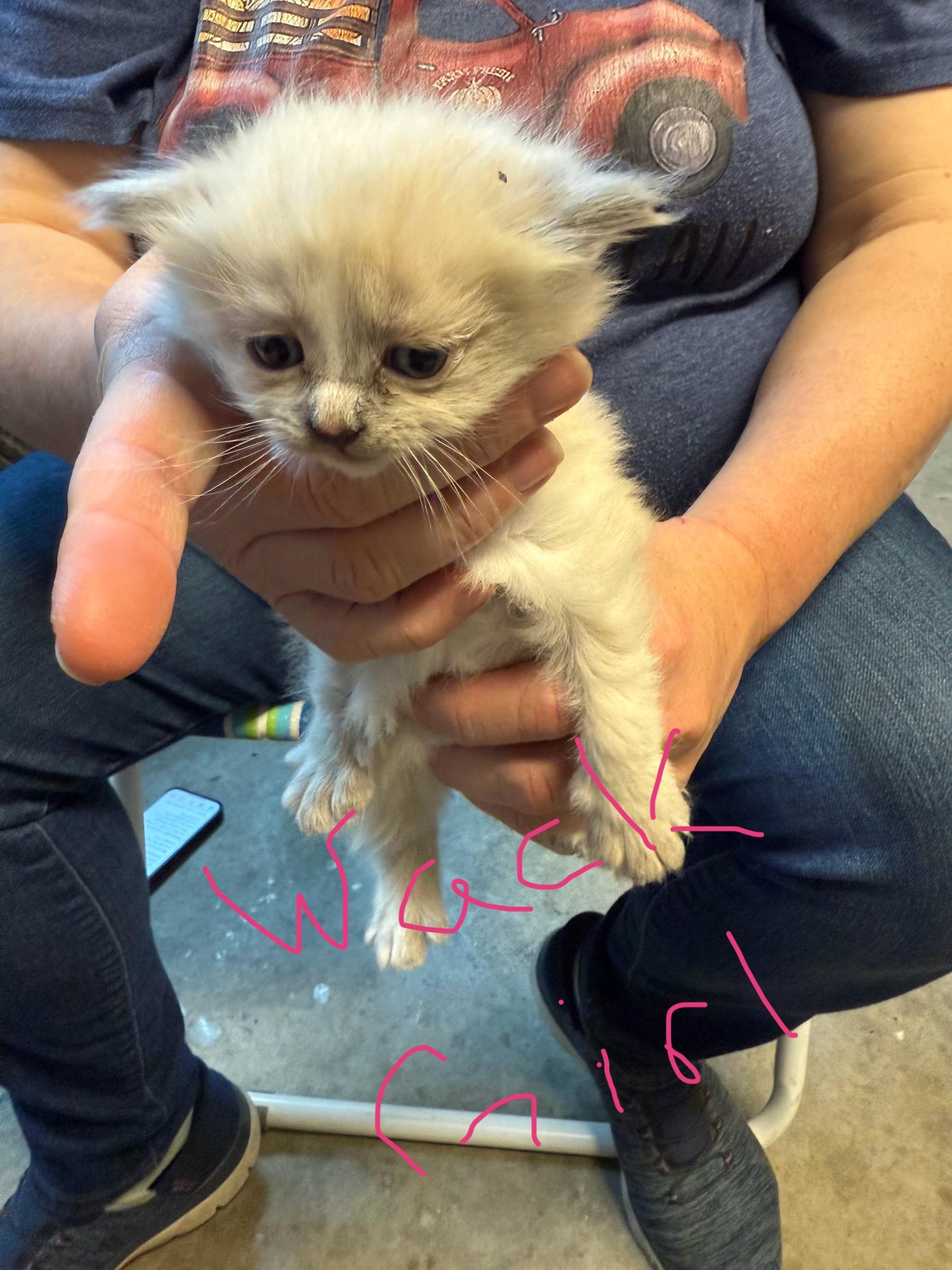 Enlarge Nack, a Adopted Domestic Short Hair in Twin Falls, ID image 1/1